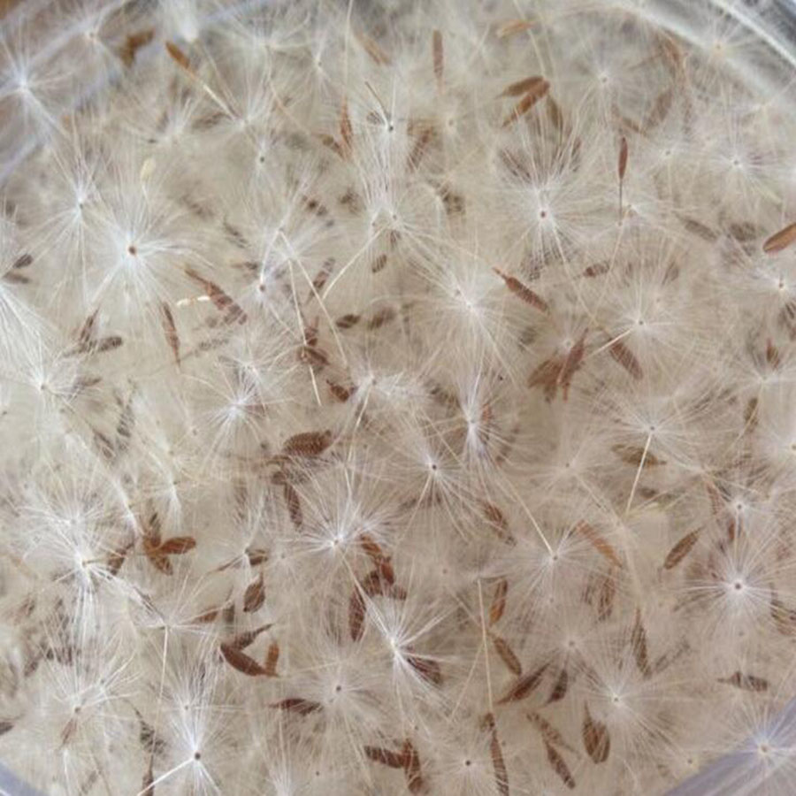 Jewelry Making 3 Year Old - 100pcs Mini White Dried Dandelion Flower